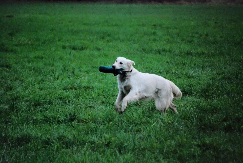 Cyra beim Training