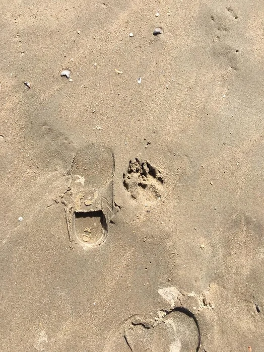 Spuren im Sand